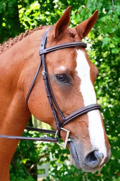 KL Select Black Oak Aster Hunter Bridle 1 KL Select Black Oak Aster Hunter Bridle