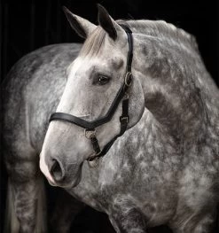 Rambo® Micklem® Halter