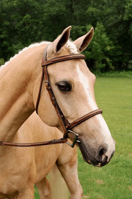 Arc De Triomphe Imperial Bridle With Raised Fancy Laced Reins 1 Arc De Triomphe Imperial Bridle With Raised Fancy Laced Reins