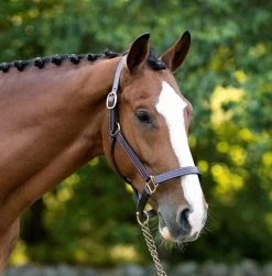 Black Oak Pine Halter