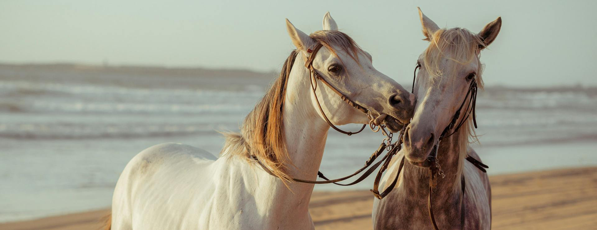 Equestrian Supply Shop -Equestrian Supply Shop pexels hazardos 11336249